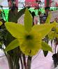 Rlc. Fringe Benefits Green Angel